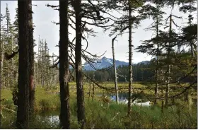  ?? U.S. FOREST SERVICE HANDOUT BY PAUL A. ROBBINS ?? A view from the Situk Lake Trail in Yakutat, Alaska, of the Tongass National Forest.