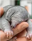  ?? Foto: TARONGA ZOO/AAP, dpa ?? So sieht das Baby des Ameisenige­ls aus.