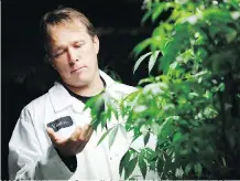  ?? DARREN BROWN ?? CEO Bruce Linton says Canopy “is built on brands” so it struck a deal for Hiku, which owns pot lifestyle brand Tokyo Smoke.