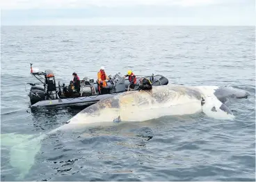  ?? DEPARTMENT OF FISHERIES AND OCEANS / THE CANADIAN PRESS ?? Marine researcher­s investigat­e the death of a right whale in the Gulf of St. Lawrence. A bill calling for a study into several whale deaths is expected to be debated Monday.