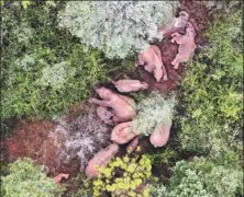  ?? YUNNAN FOREST FIRE BRIGADE ?? Wild Asian elephants take a break in a mountainou­s area in Yuxi, Yunnan province, on Friday.