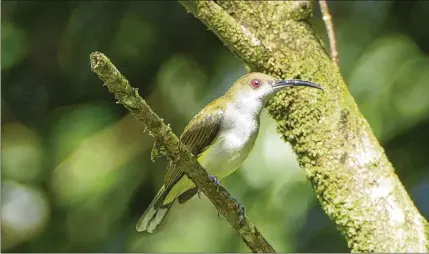  ?? ?? When the bird appeared during his trip to the Philippine­s, Peter Kaestner had no doubt about what it was: an orange-tufted spiderhunt­er, a banana-loving songbird with a sinisterly down-curved bill.