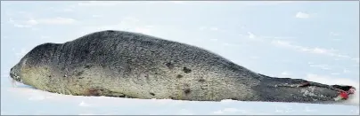  ?? SHARON MONTGOMERY-DUPE/CAPE BRETON POST ?? A harp seal is shown resting on the ice in Glace Bay harbour earlier this week. It appears as if the seal, which attracted the public’s attention, has left the area.