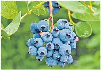  ??  ?? Blueberrie­s are pretty easy to grow and they are delicious, too