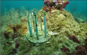  ?? (AP/phade by WinCup, Inc./Chris Gug) ?? A Coral Fort, shown off the coast of Fort Lauderdale, Fla., on July 26, is made of biodegrada­ble drinking straws that researcher­s hope will prevent fish from feeding on laboratory-grown coral.