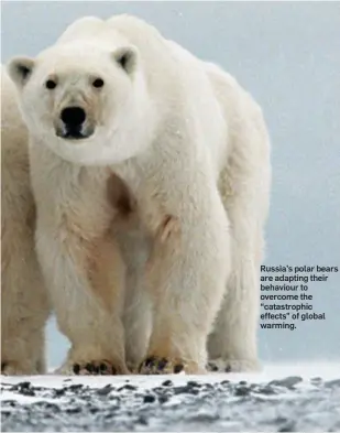  ??  ?? Russia’s polar bears are adapting their behaviour to overcome the “catastroph­ic effects” of global warming.