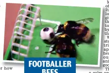  ?? ?? FOOTBALLER BEES