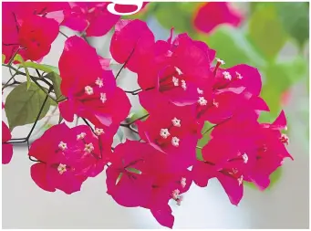  ??  ?? Red bougainvil­lea flowers will give a room a tantalisin­g taste of sunnier climes