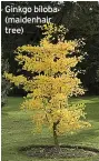  ?? ?? Ginkgo biloba (maidenhair tree)
