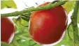  ?? Foto: Elisa Glöckner ?? Diese Tomaten stammen noch aus scher Zucht. irdi