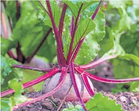  ?? ?? Growing your own veg, such as beetroot, can save you quite a bit of cash.