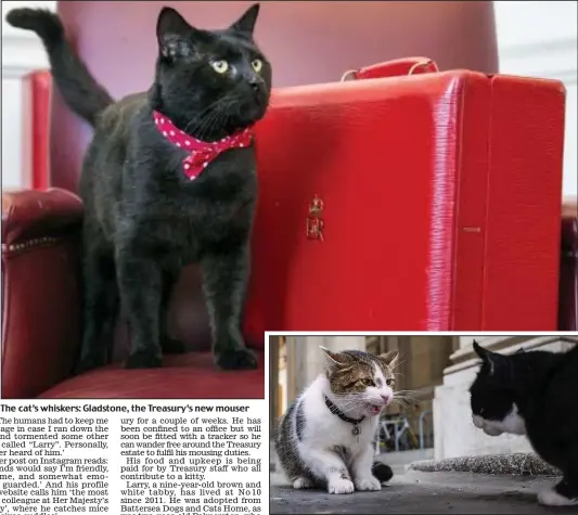  ??  ?? The cat’s whiskers: Gladstone, the Treasury’s new mouser Purrlitica­l rivals: Larry, left, and Palmerston square up to each other
