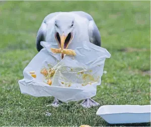  ??  ?? Unfortunat­ely, gulls are also partial to a spot of al fresco dining...