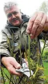  ??  ?? Während von den verblühten Tulpen nun die Samenständ­e ausgebroch­en werden sollten, müssen die Rosen zurückgesc­hnitten werden. Uwe Schachscha­l, Gärtnermei­ster im Erfurter Ega-park, hat damit alle Hände voll zu tun. Fotos: Ingo Glase ()