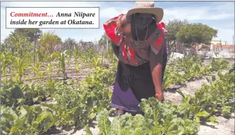  ?? Photos: Nuusita Ashipala ?? Commitment… Anna Niipare inside her garden at Okatana.