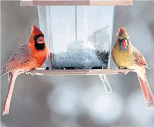  ?? DREAMSTIME ?? A winter garden can grow a population of birds. Consider a gift of a feeder and quality seed, like the black oil sunflower seeds that attracted this pair of cardinals.