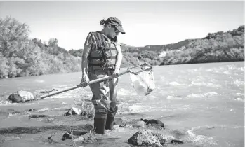  ?? COURTESY LANL ?? Jenna Stanek collects benthic macroinver­tebrates — like caddisfly, mayfly and stonefly larvae — from the Rio Grande in White Rock Canyon to assess whether lab operations affect aquatic ecosystem health.