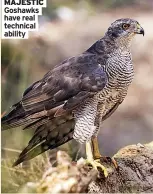  ?? ?? MAJESTIC Goshawks have real technical ability