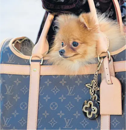  ?? Picture: Getty. ?? A Pomeranian dog in a special Louis Vuitton bag during Lisbon Fashion Week.