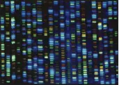  ?? NHGRI ?? This undated image made available by the National Human Genome Research Institute shows the output from a DNA sequencer.