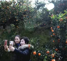  ??  ?? People taking pictures at an orange orchard in Baojing County, in central China’s Hunan province.