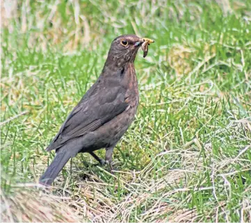  ??  ?? FAMILIAR: Blackbirds were the most commonly seen species in a farmland bird count.