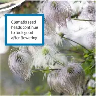  ??  ?? Clematis seed heads continue to look good after flowering