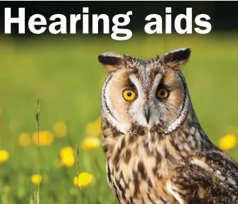  ??  ?? Owls have acute hearing and their ears are spaced far apart and positioned asymmetric­ally on the sides of the head.