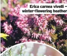  ?? ?? Erica carnea vivelli – winter-flowering heather