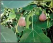  ?? Special to the Democrat-Gazette/ JANET B. CARSON ?? Figs that need pruning should not be trimmed until the bulk of winter has passed.