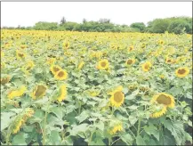  ??  ?? El girasol es uno de los rubros agrícolas cuya producción viene sufriendo importante­s disminucio­nes. (Archivo)