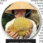  ??  ?? HEAVEN AND HELL: The durian fruit