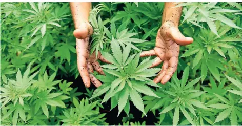  ?? FOTO: DPA ?? Cannabis-Pflanzen, aus denen auch Marihuana hergestell­t wird.