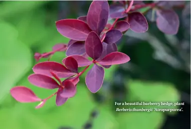  ??  ?? For a beautiful barberry hedge, plant Berberis thunbergii ‘Atropurpur­ea’.
