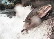  ?? Rollin Banderob Associated Press ?? A JULY report found that increased water deliveries to farm interests would harm salmon. The Trump administra­tion withheld it for revision.