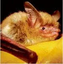  ?? ASSOCIATED PRESS/FILE ?? A northern long-eared bat is one of the many species of bats found in Rhode Island.