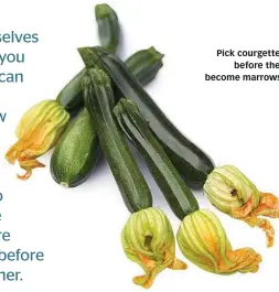  ??  ?? Pick courgettes before they become marrows!