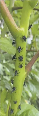  ?? PHOTOS COURTESY VIRGINIA TECH ?? An invasive species, the spotted lanternfly threatens vignerons across Rappahanno­ck County because of their destructiv­e tendencies.