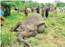  ??  ?? Altogether 7 elephants have died at the Thandikula­m National Park at Habarana -Pic by Kanchana Kumara