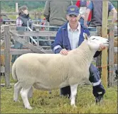  ?? 16_T32_ ?? Robbie MacDougall from Tobermory with his tup that won champion nonBlackfa­ce sheep. Bunessansh­ow13