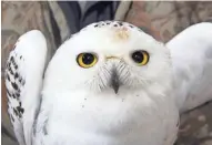  ?? PAUL A. SMITH ?? A juvenile male snowy owl captured as part of Project SNOWstorm is held during evaluation at Barkhausen Nature Preserve in Suamico.