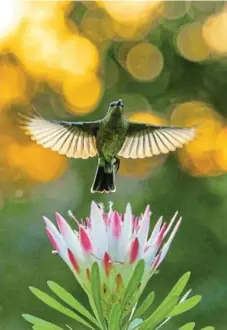  ?? Picture: LOUIS GROENEWALD ?? BIRDS AMATEUR WINNER Dancing in the light: a Malachite sunbird is captured in Worcester, Western Cape.