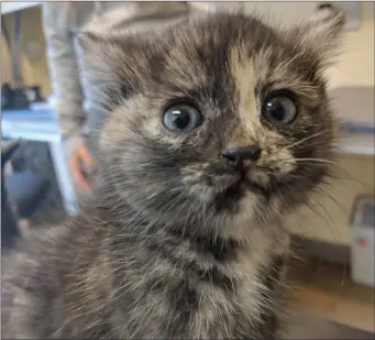  ??  ?? This tabby kitten was rescued by a caring cat lover