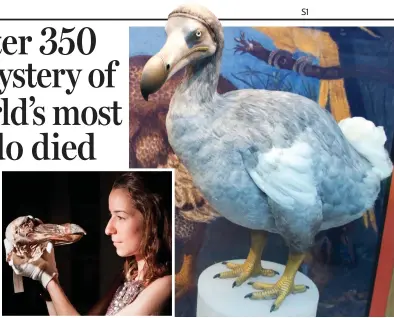  ??  ?? Blasted: The Oxford dodo head and, right, a model of how the birds might have looked