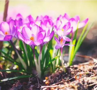  ??  ?? Die warme Frühlingss­onne erweckt die Natur zu neuem Leben