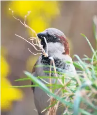  ??  ?? Note the wider bill on the house sparrow