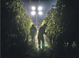  ?? BRIAN VAN DER Brug Los Angeles Times ?? WORKERS PICK Cabernet Sauvignon grapes by hand in the cool of the night last week at the C. Mondavi & Family vineyard in St. Helena, Calif.