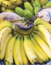  ??  ?? DOST’s projects include establishi­ng standard halal practices, cultivatin­g virus-resistant bananas, using irradiated carrageena­n to promote the growth of crops and increasing mudcrab and soft-shell crab production.