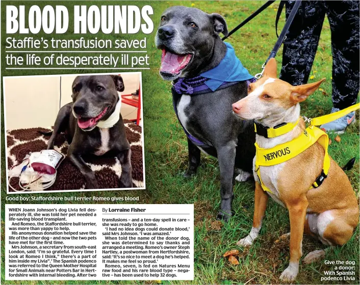  ??  ?? Good boy: Staffordsh­ire bull terrier Romeo gives blood Give the dog a donor: With Spanish podenco Livia