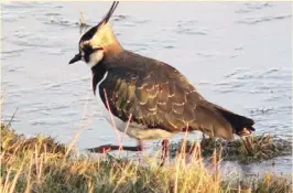  ??  ?? Lapwing